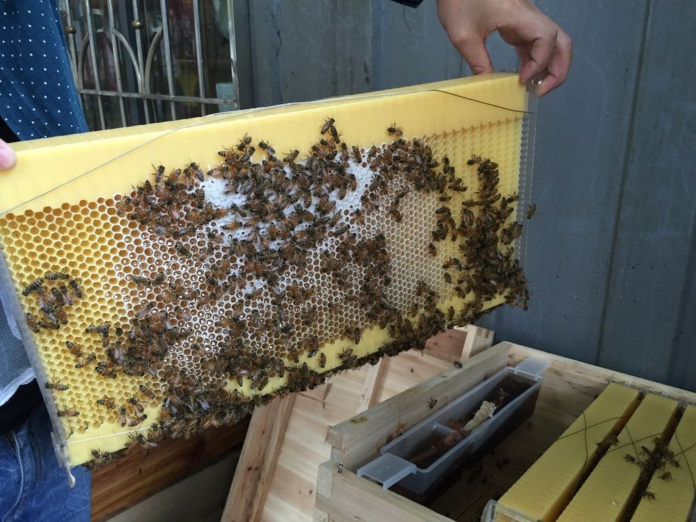 Flow-hive 自動ハチミツ採取巣箱を使用して、週末養蜂家になりましょう。 : flowhivesのblog