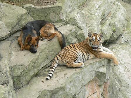 犬と虎と熊 ハーレーに乗せろ