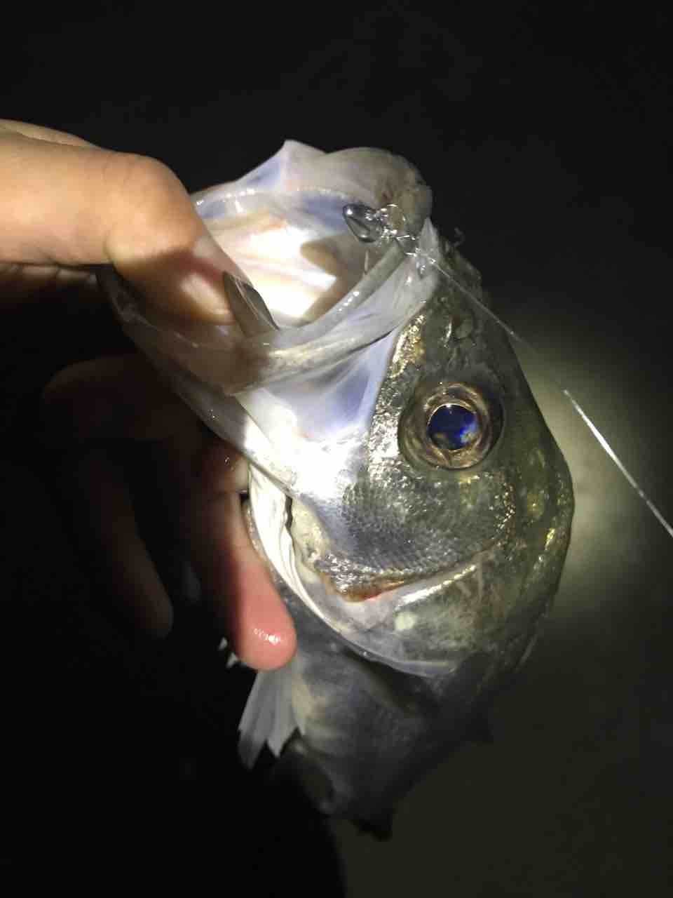 Blog144 しぼり ハネダでダラダラやってます