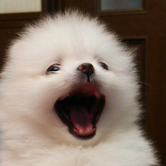 続 ホワイトポメラニアンの赤ちゃん fluffy li b log 続 ホワイトポメラニアンの赤ちゃん fluffy li b log
