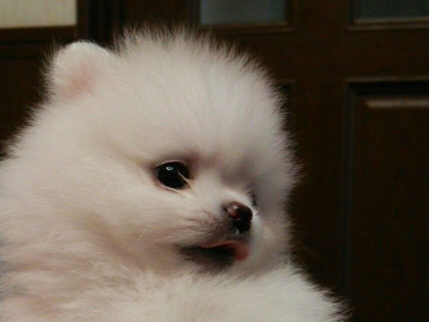 続 ホワイトポメラニアンの赤ちゃん fluffy li b log 続 ホワイトポメラニアンの赤ちゃん fluffy li b log