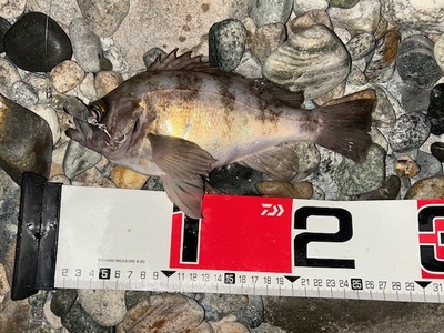 ズィークイッドで良型メバル　黒鯛　荒れた海でも