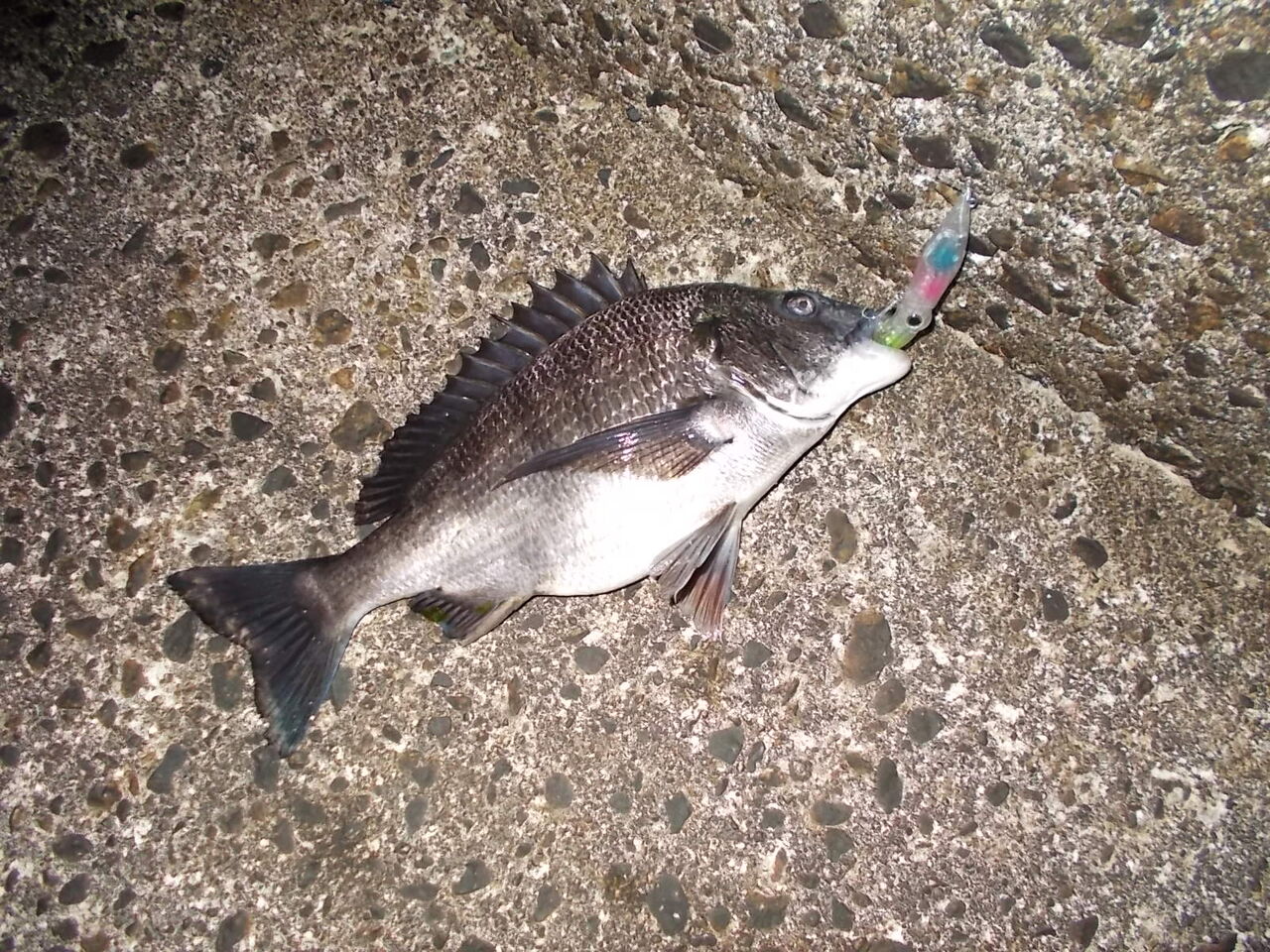 雑魚ダウン org.jpg