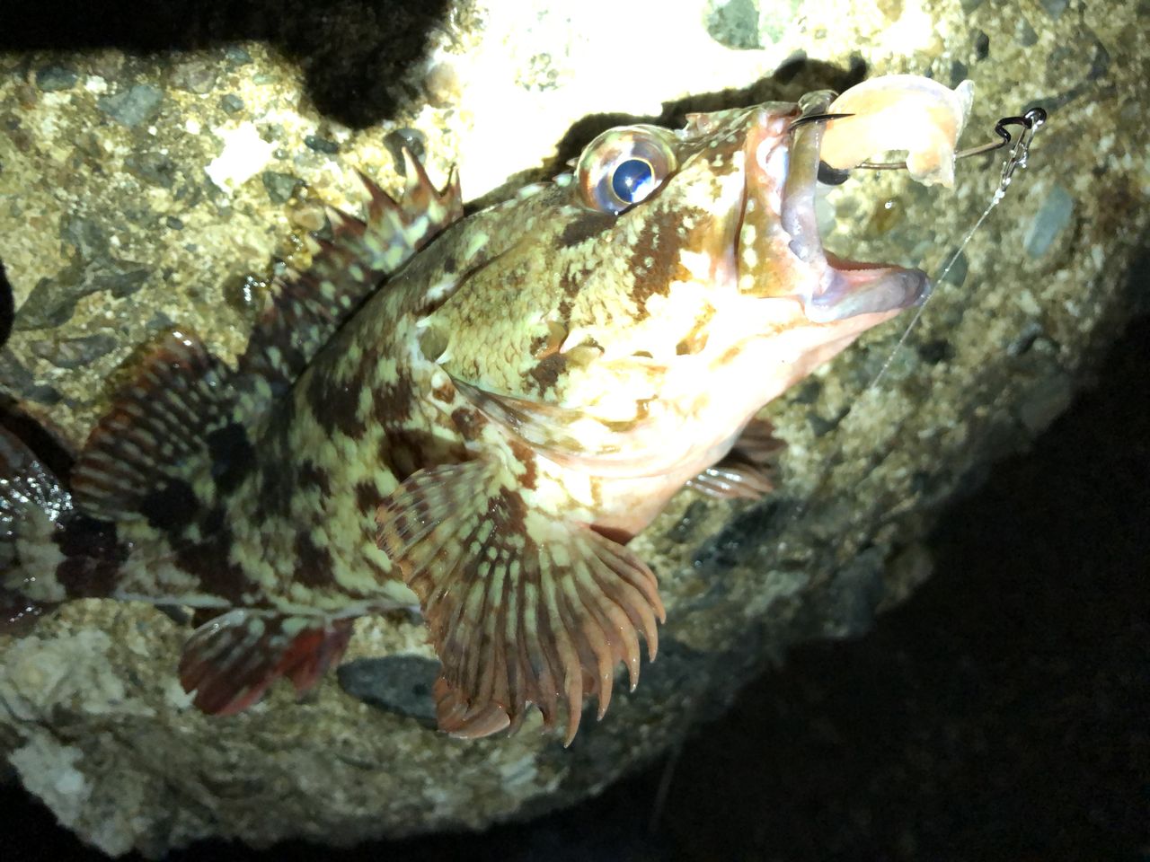 渋い時は居付き根魚狙い フラッター日誌 渋い時は居付き根魚狙い フラッター日誌