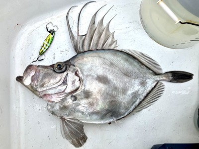 ゴッツォジグで美味しい魚！？