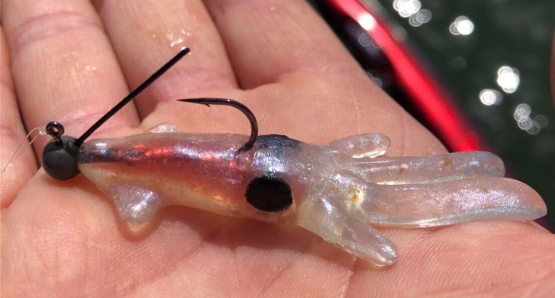 琵琶湖のホタルイカパターン フラッター日誌 琵琶湖のホタルイカパターン フラッター日誌