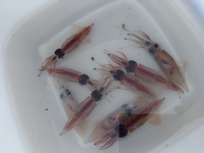 ３月の新月周期が近づいてきました。