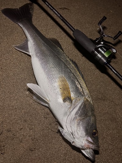 SnapInsta.to_642487140_18036386066769300_4758438013957932747_n