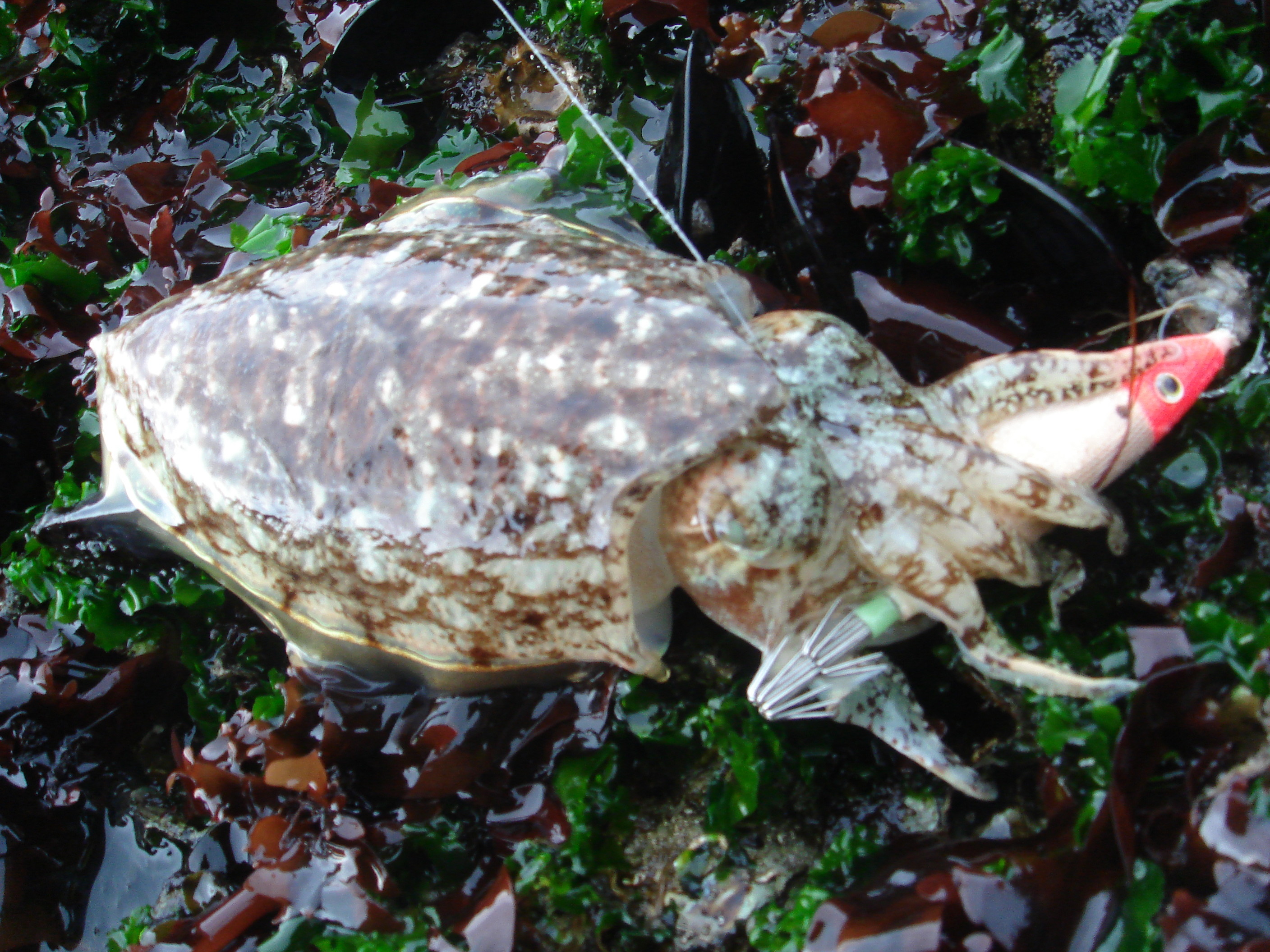 富山湾イカ事情 フラッター日誌
