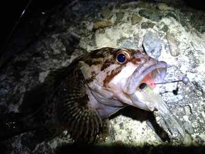 根魚好調！