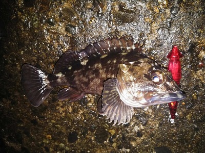 ズィークイッド120で釣っちゃおうキャンペーン　ＮＯ1