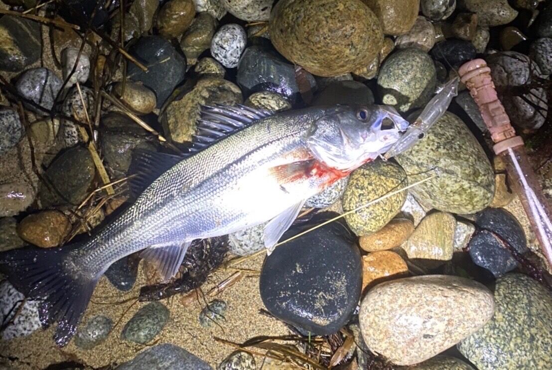 富山湾 黒鯛4枚 シーバス6本 爆釣 フラッター日誌 富山湾 黒鯛4枚 シーバス6本 爆釣 フラッター日誌