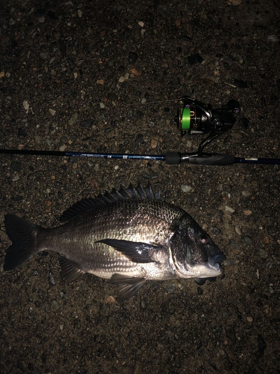 富山湾 黒鯛釣果情報 1 22 フラッター日誌