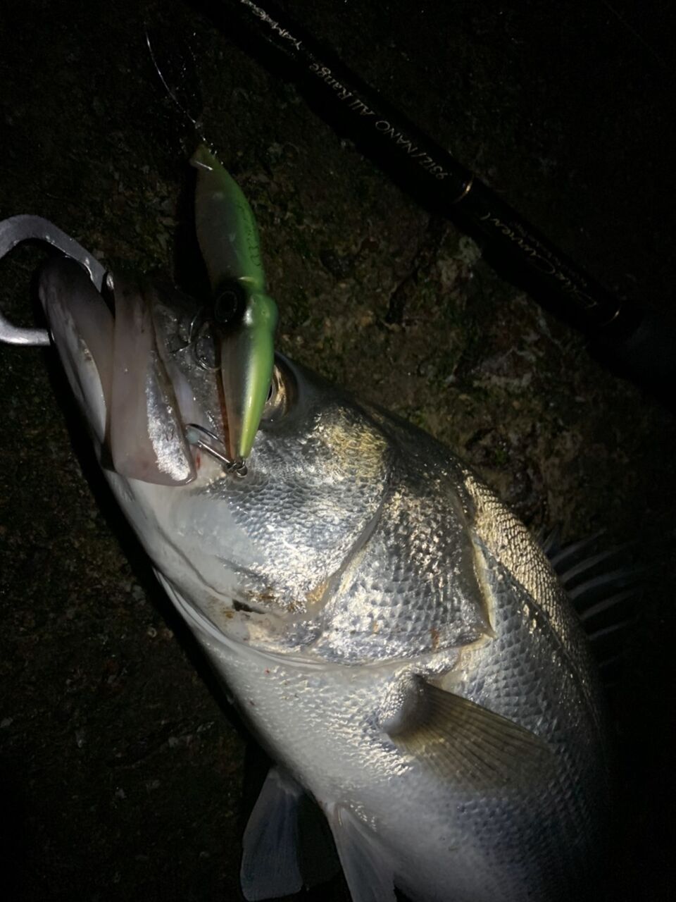 富山湾 ホタルイカパターン 黒鯛 シーバス ズィークイッド