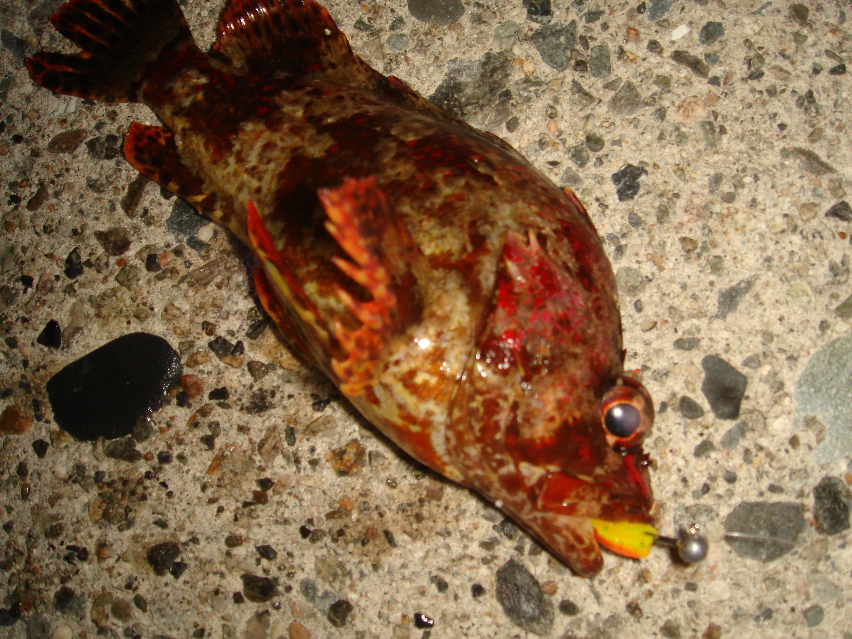 謎の根魚 正体判明 フラッター日誌