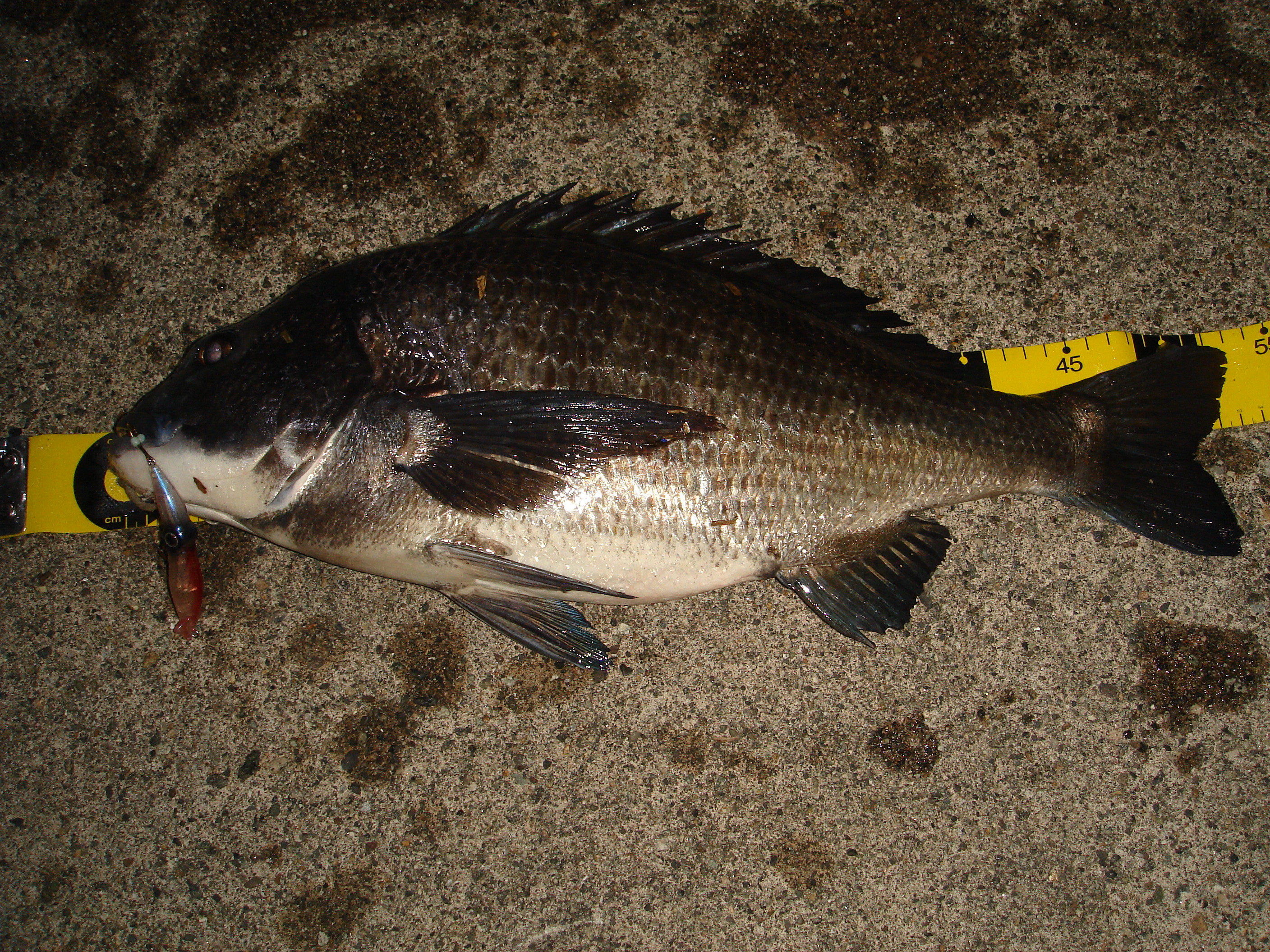 ズィークイッド ホタルイカルアー フラッターベイツ/シーバス/真鯛