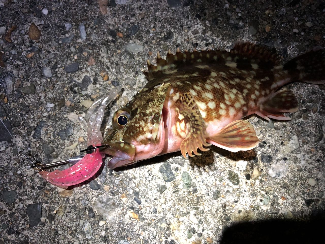 ホタルイカ出ず マキサスウェイテッドワーム130で フラッター日誌