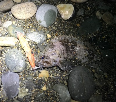 糸魚川　釣果情報　3/1