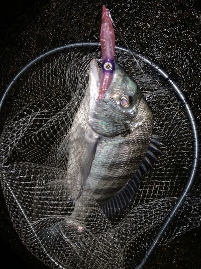 3\31日終了ライトフィッシュ、ホタルイカパターン、ラウズ、ズィークイット 1904203-1200x1082.jpg