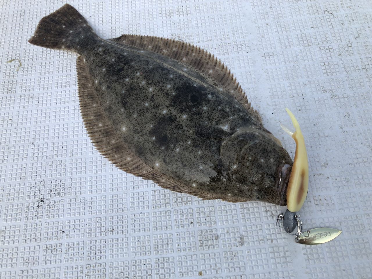 90cmヒラメに逃げられちゃった フラッター日誌