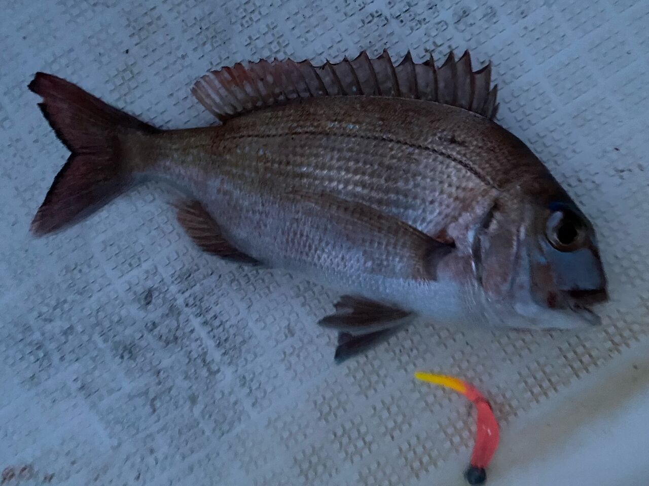 フラッター日誌 Livedoor Blog ブログ