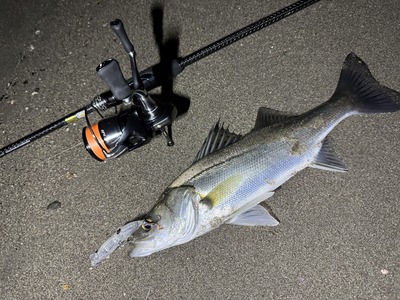 富山湾　シーバス釣果情報　2/26