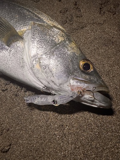 迷子のホタルイカ？