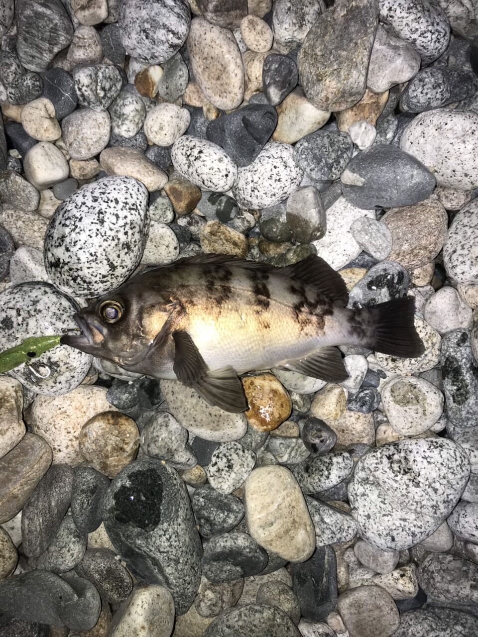 富山湾 メバル シーバス 釣果情報 4 7 フラッター日誌 富山湾 メバル シーバス 釣果情報 4 7 フラッター日誌