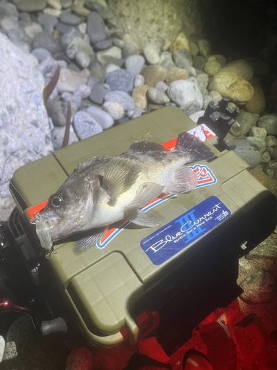 ズィークイッド68ＳＰ　良型メバル連発！！