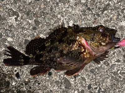 ホタルイカパターン　あの場所が復活！？