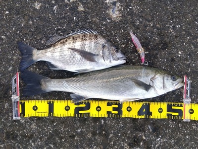 黒鯛キター！やっぱりナピカは釣れる！？