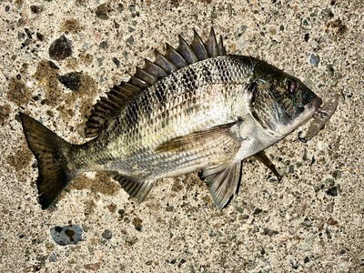 ズィークイッドの季節が始まりました