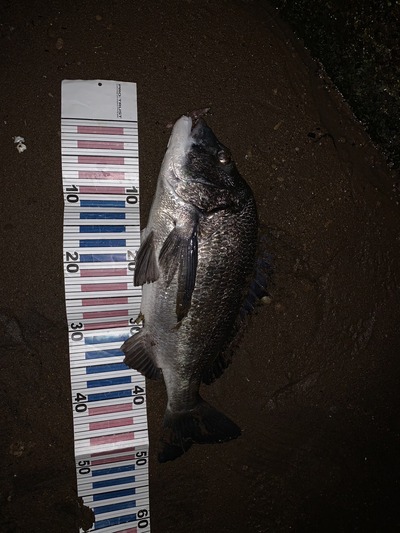 七尾湾　黒鯛釣果情報　年無し出ました！　2／18