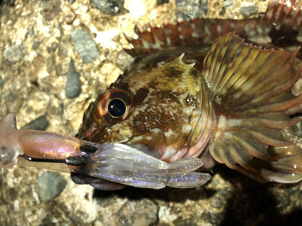 渋い時は居付き根魚狙い フラッター日誌 渋い時は居付き根魚狙い フラッター日誌
