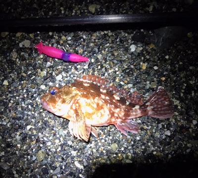 糸魚川釣果情報　3/11