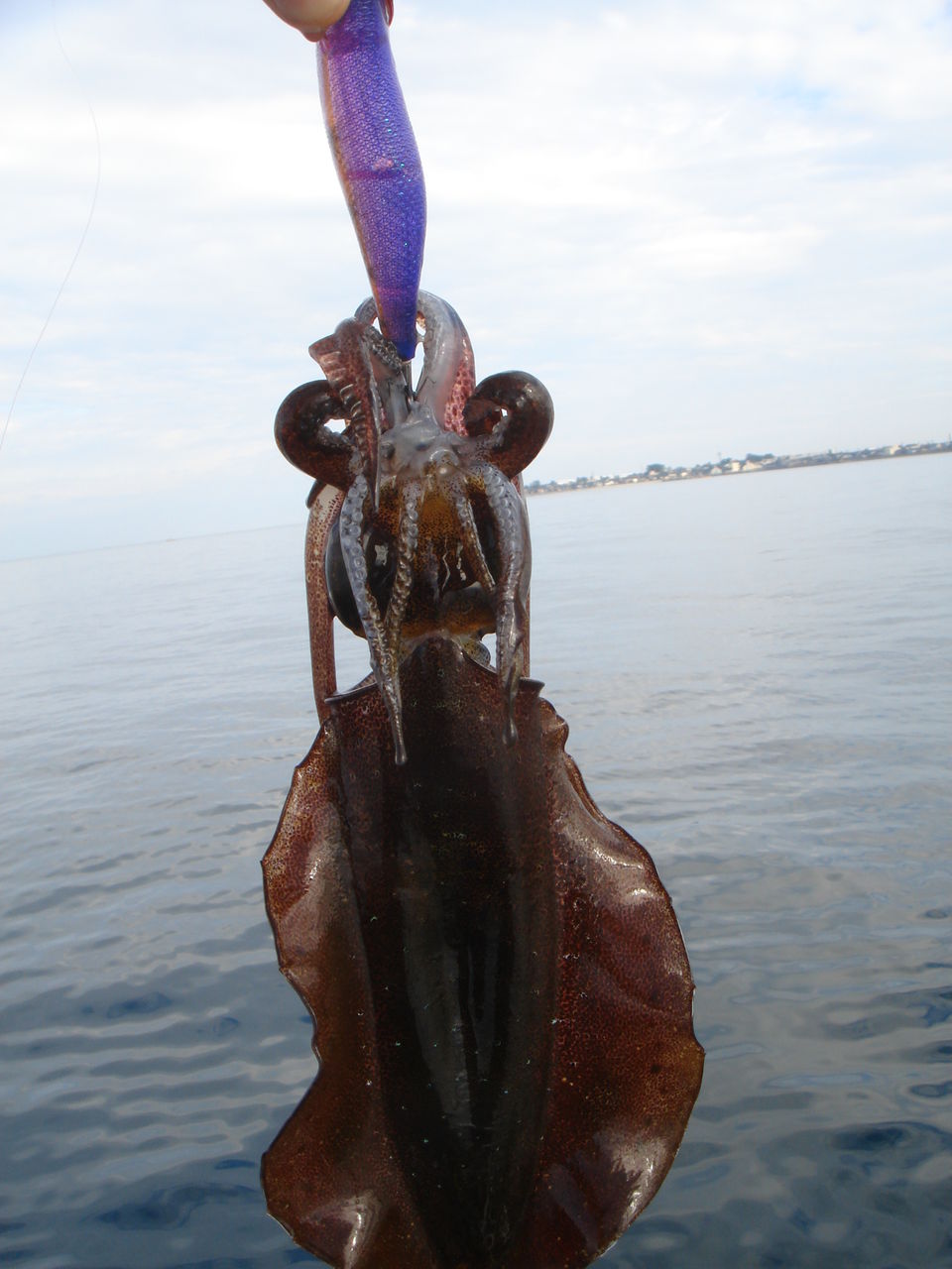 ボートエギング フラッター日誌