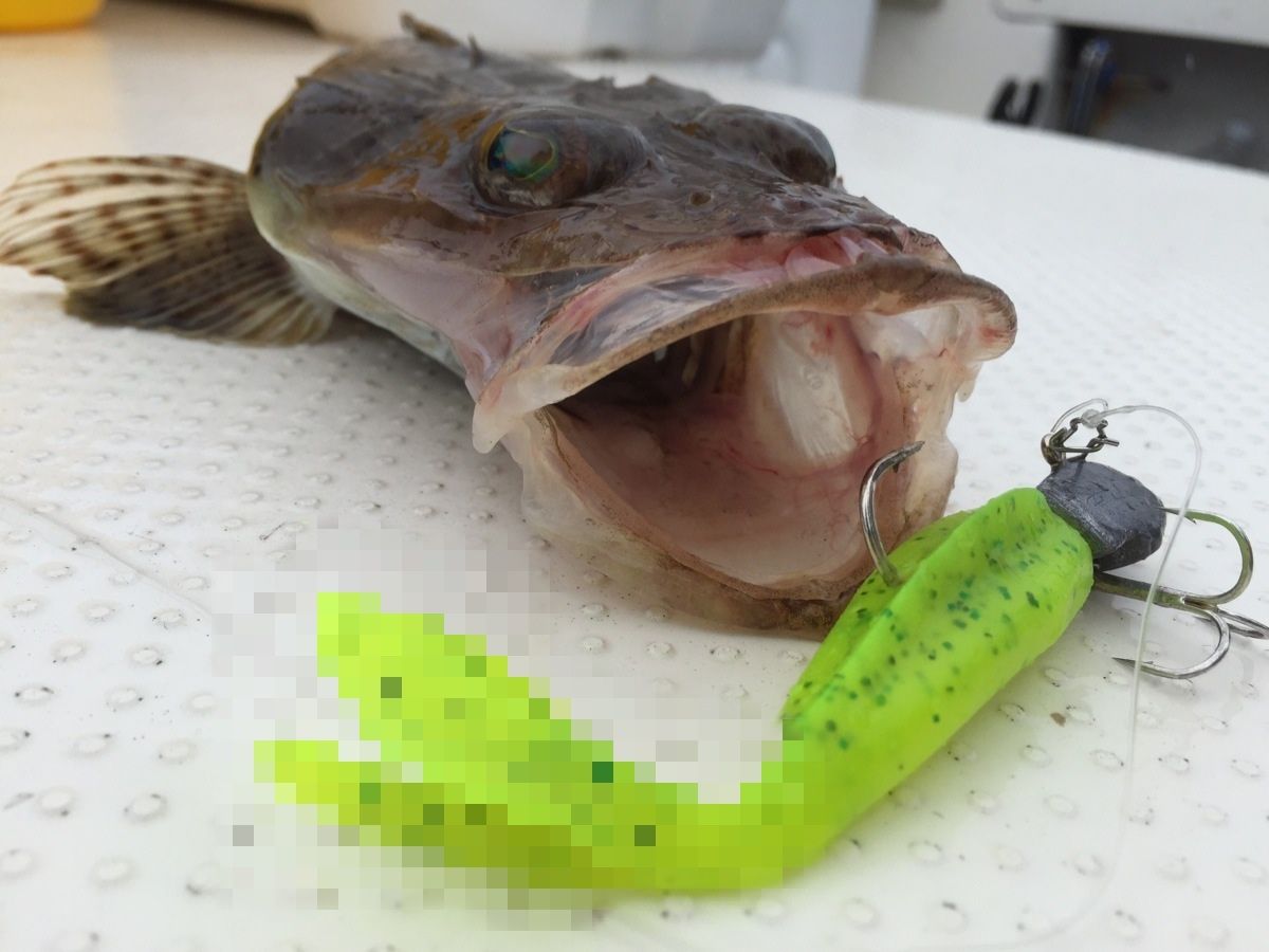 マゴチ用プロトワーム 実釣テストいい感じ フラッター日誌 マゴチ用プロトワーム 実釣テストいい感じ フラッター日誌