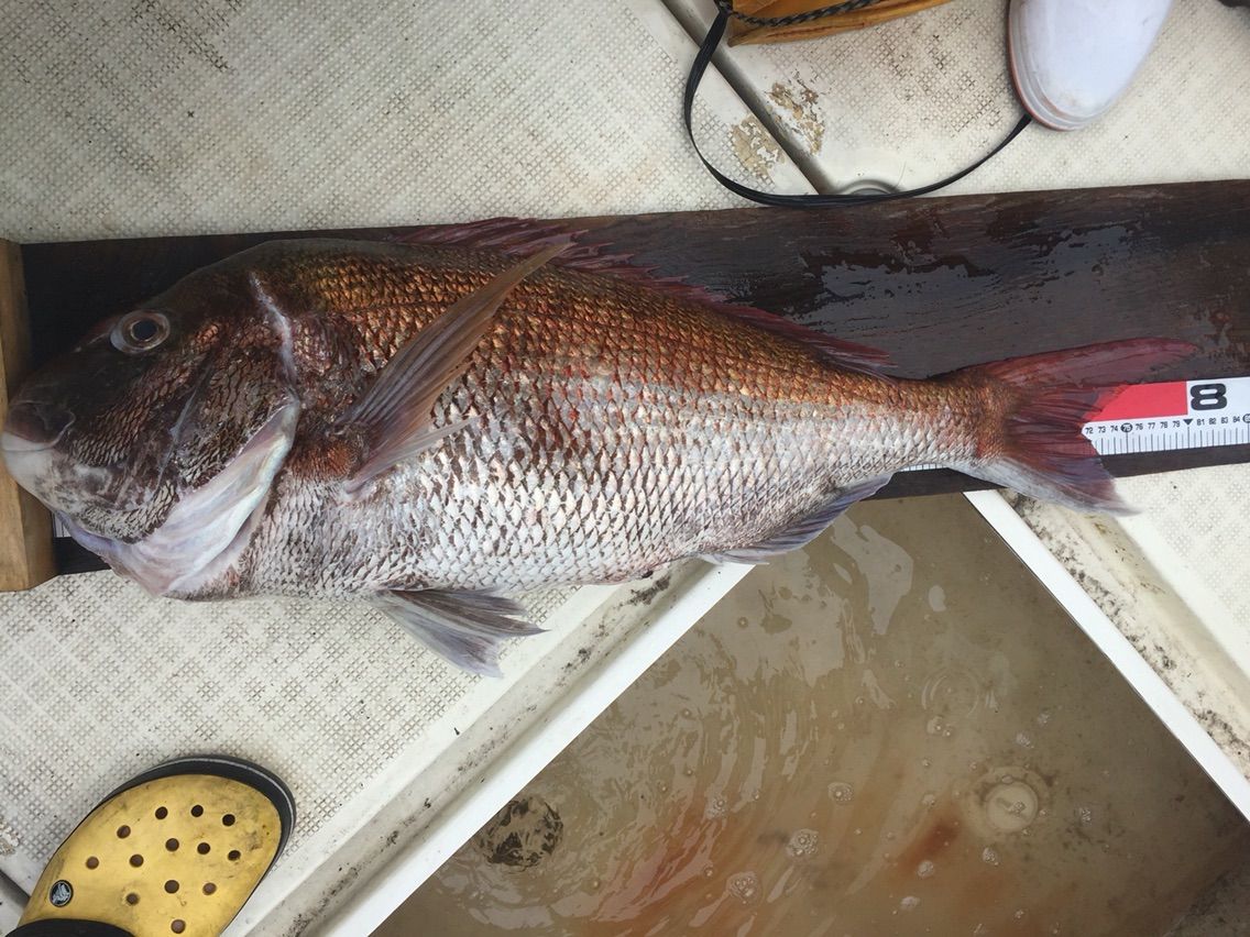 7 17 18連休は赤い鯛 黒い鯛 フラッター日誌 7 17 18連休は赤い鯛 黒い鯛 フラッター日誌