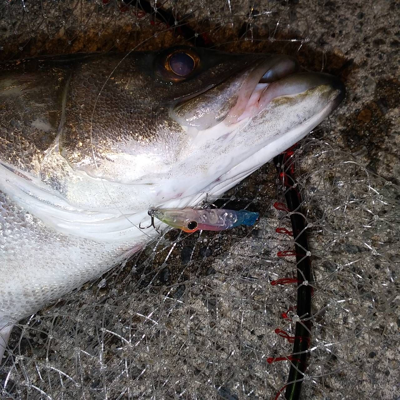 富山湾 ランカーシーバス87ｃｍ 黒鯛釣果情報 フラッター日誌