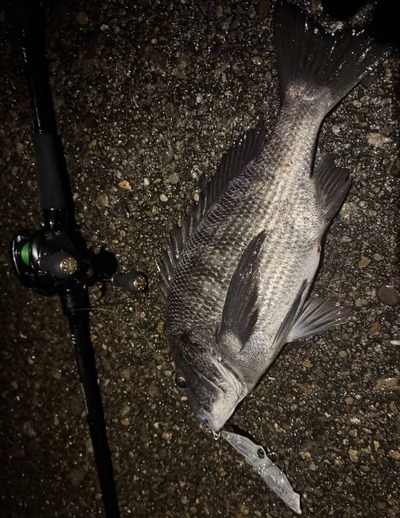 富山湾　黒鯛釣果情報　2/28