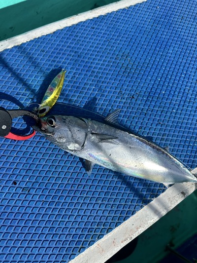 ゴッツオジグでカツオ　夏のキャンペーン