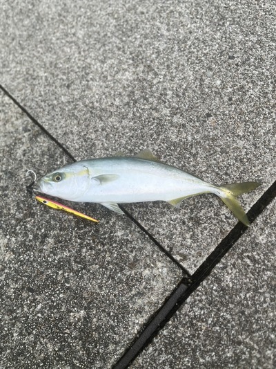 速巻きフォールでの1本