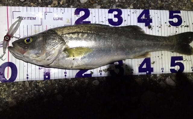 糸魚川 シーバス ヒラメ グッドサイズ フラッター日誌
