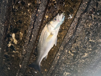 富山の春　シーバス連チャン