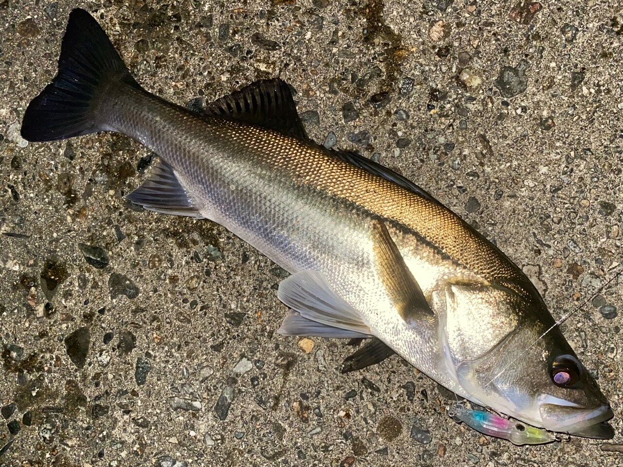 富山湾 ズィークイッド炸裂 シーバス78cm 他 ヒラスズキ2本 爆釣 フラッター日誌