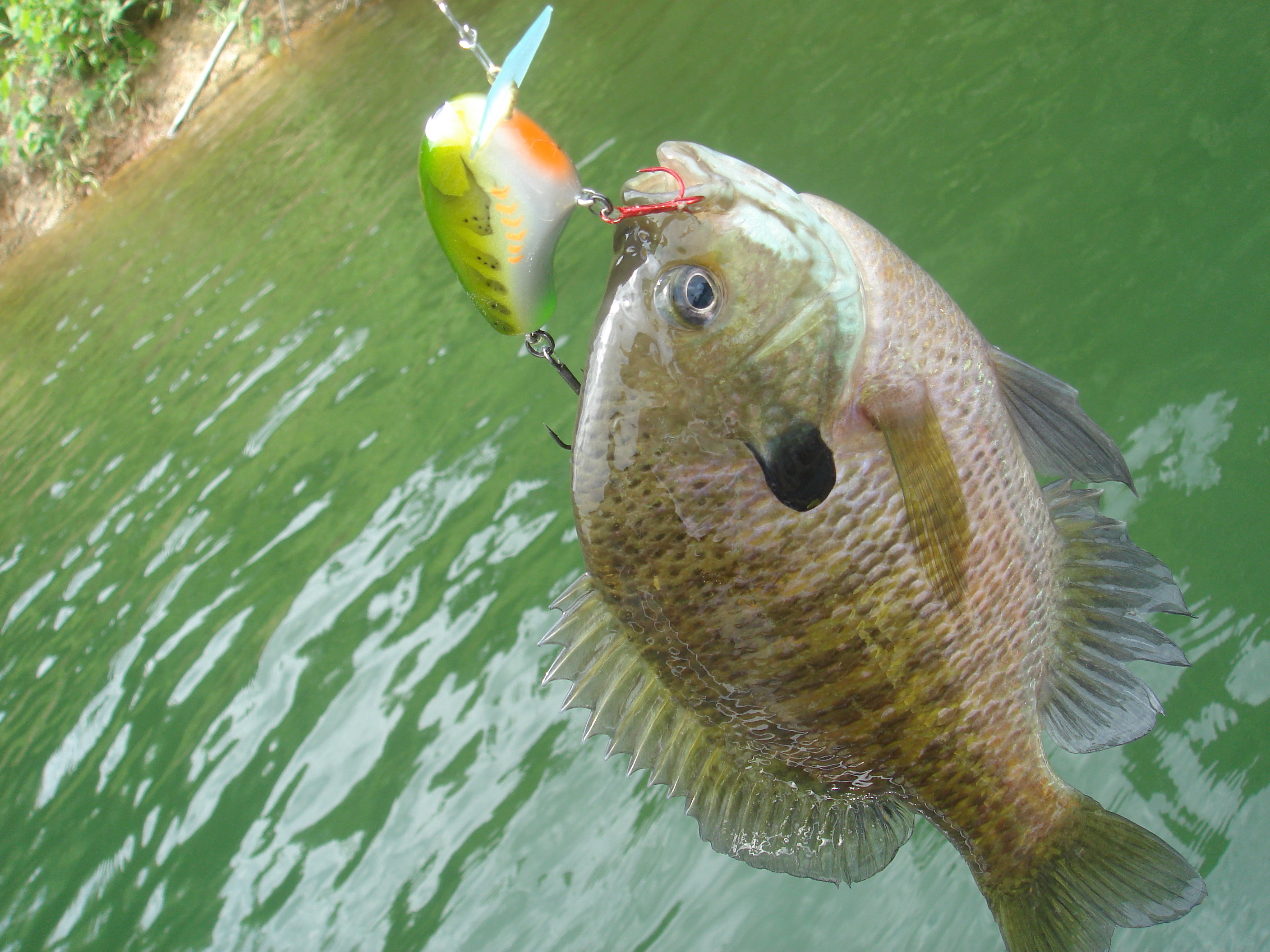 廃盤　フラッターベイツ　フラットフリッカーフォーカバー　3点セット　開発クランク Flutter Baits(フラッターベイツ) フラットフリッカー ｜アウトドア