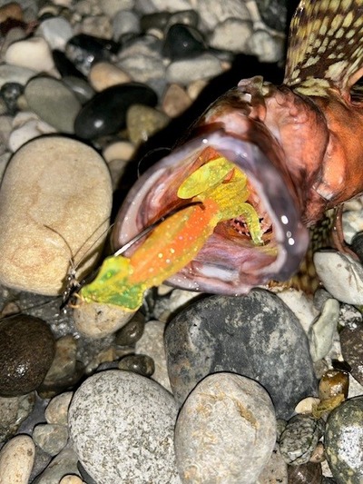 ファイヤーフライで根魚連発・・・その後ズィークイッドで黒鯛3枚！