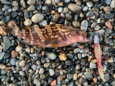 マゴチシャッドで連発　夏のキャンペーン