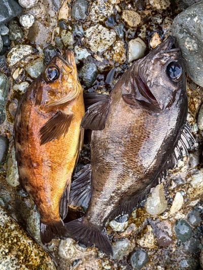今年もショアレッド！!