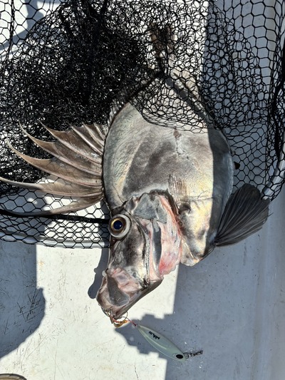 ゴッツォジグでカガミダイ